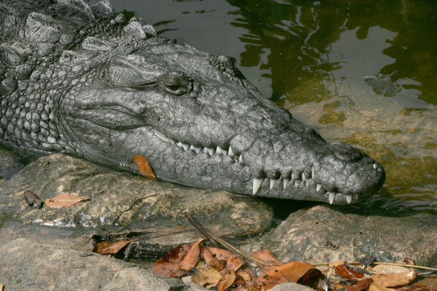 Everglades, Florida.