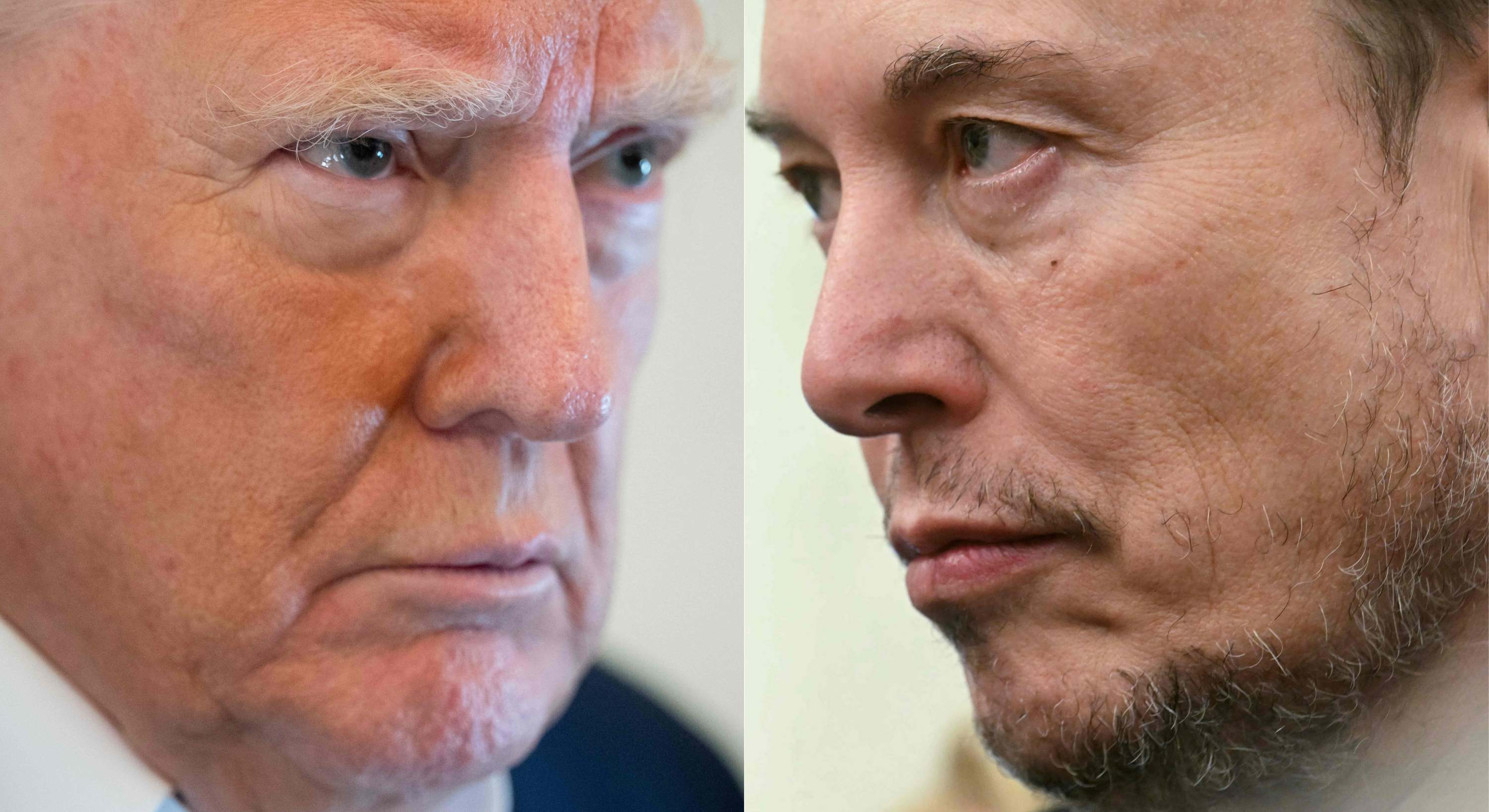Elon almizcle