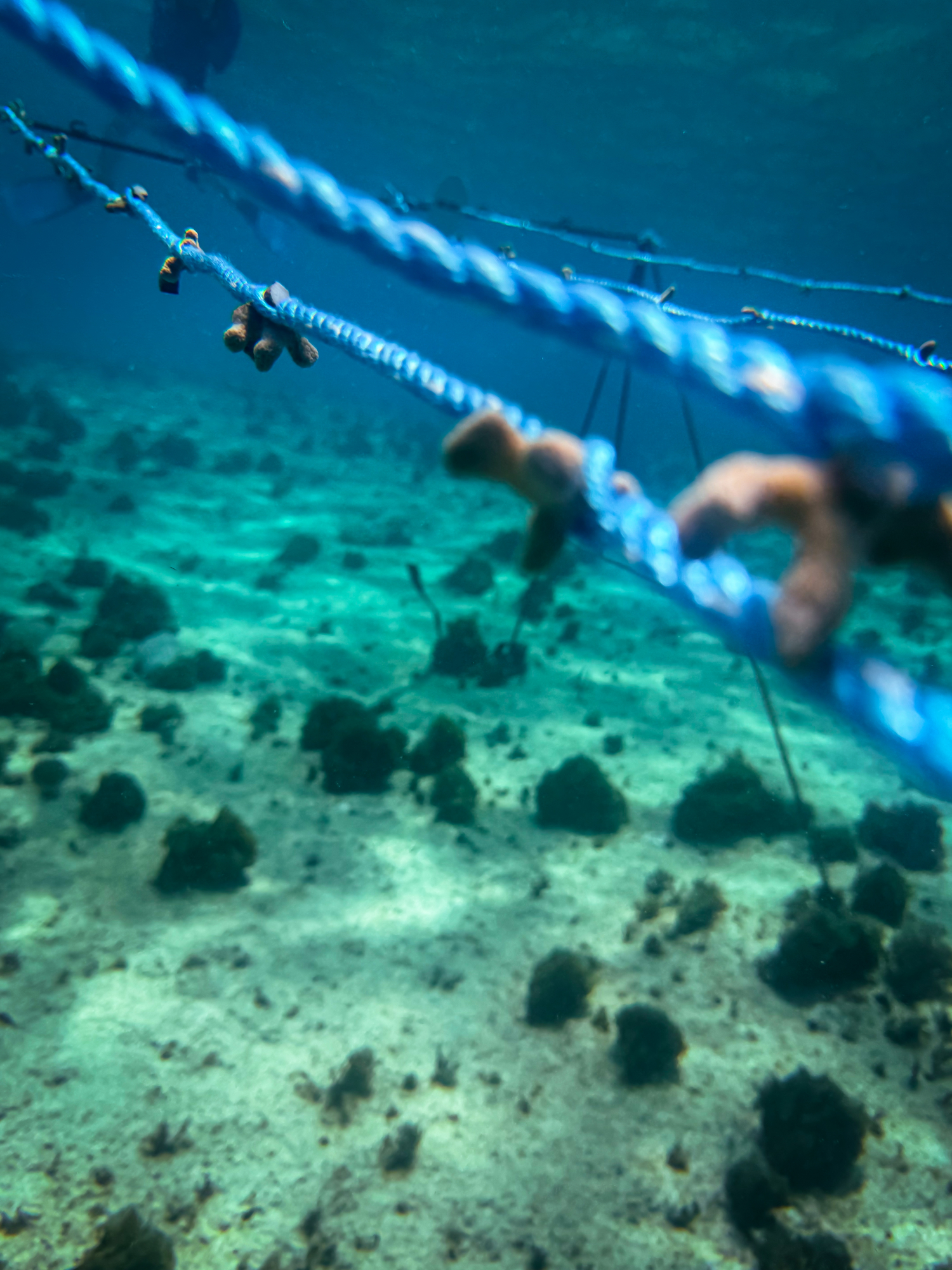 Corales Sembros en San Andrés