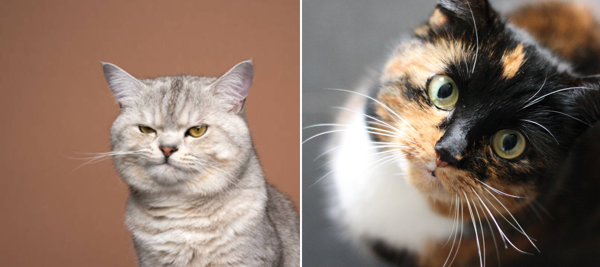 Gatos