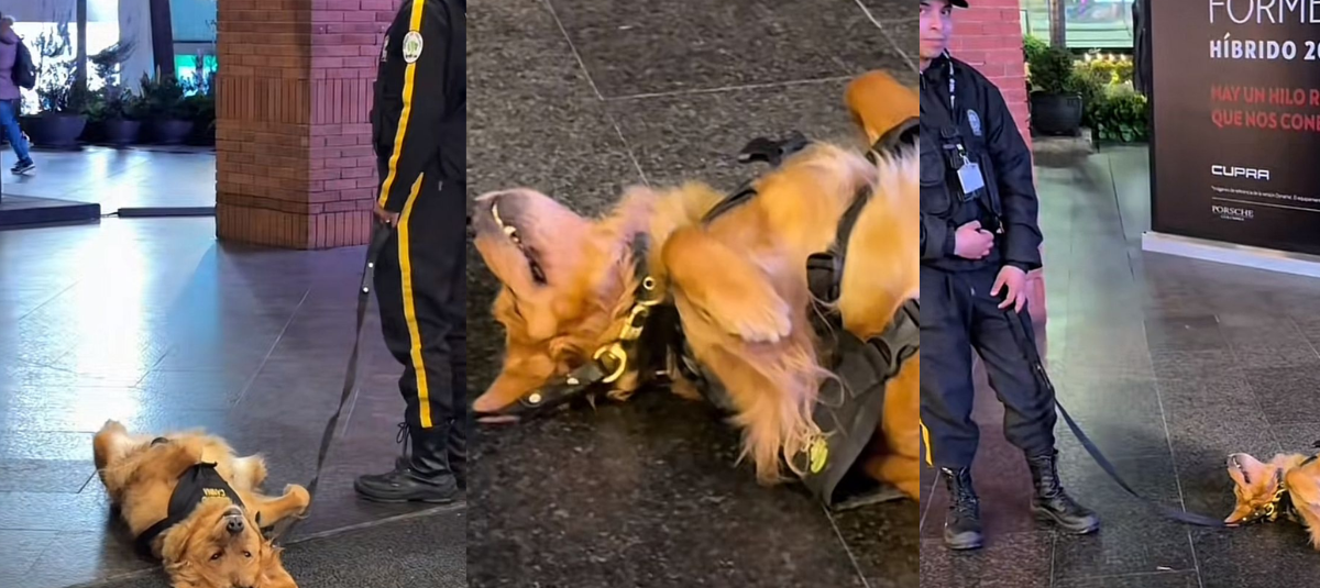 Dies sind einige der Bilder der oben erwähnten Ruhepause, die das Haustier gemacht hat.