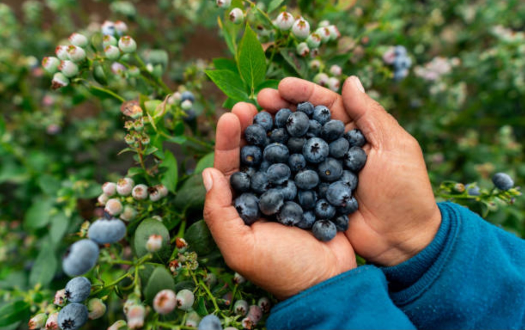 Esta fruta es más que saludable.