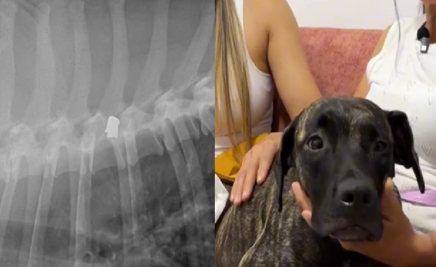 PERRO DILAN HERIDO CON ARMA DE FUEGO