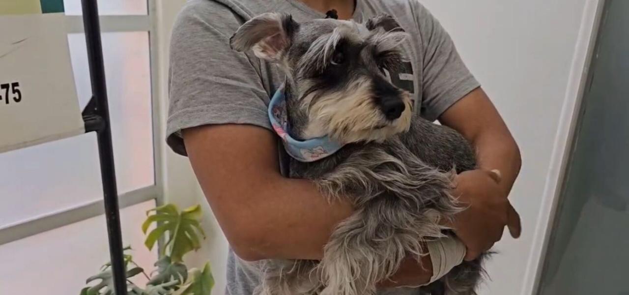 perro robado