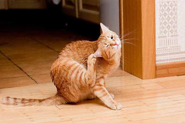 Wenn Ihre Katze sich viel kratzt oder gereizte Haut hat, könnte sie Flöhe haben.