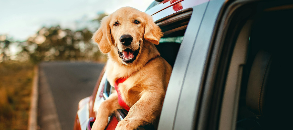 Vacaciones perros
