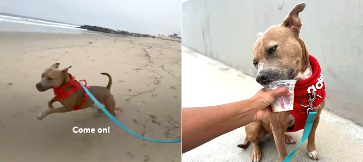 Moxie Disfrutó Su Día en la Playa Corriendo y comiendo.
