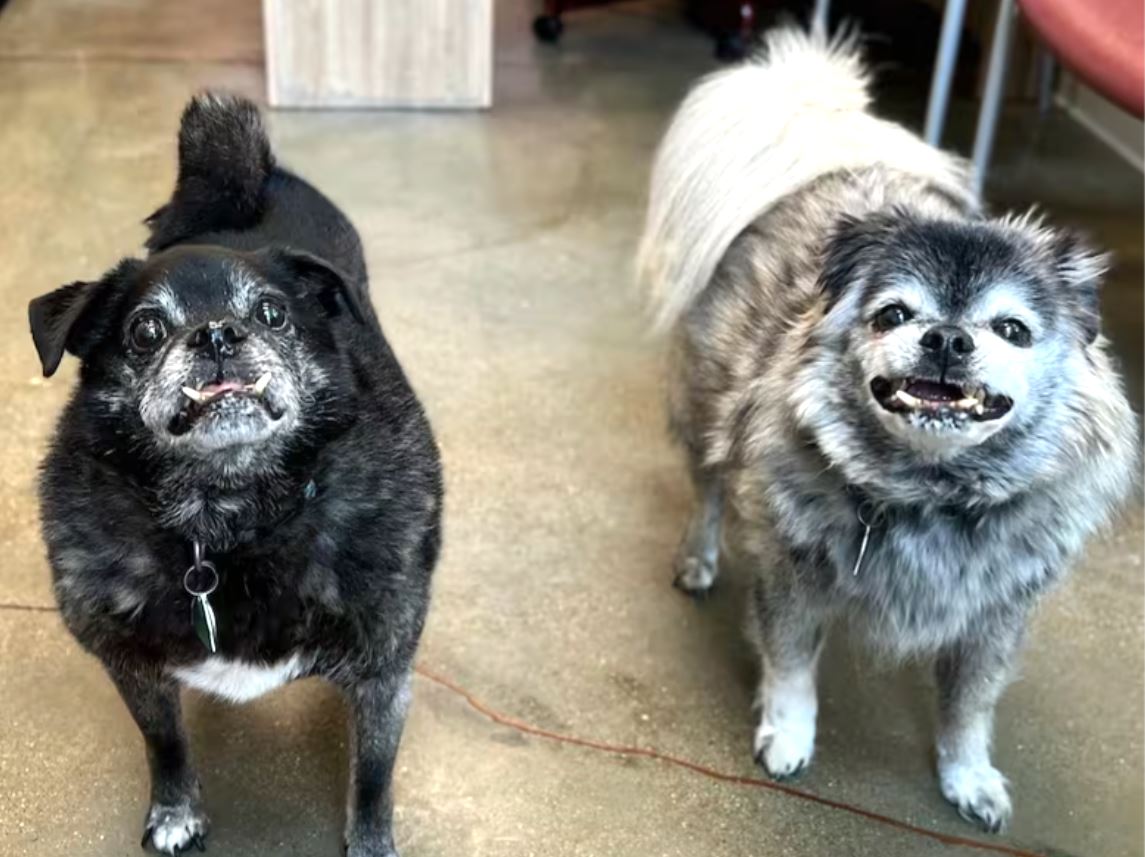 Woody und Bear wurden im Alter von 12 Jahren ausgesetzt.