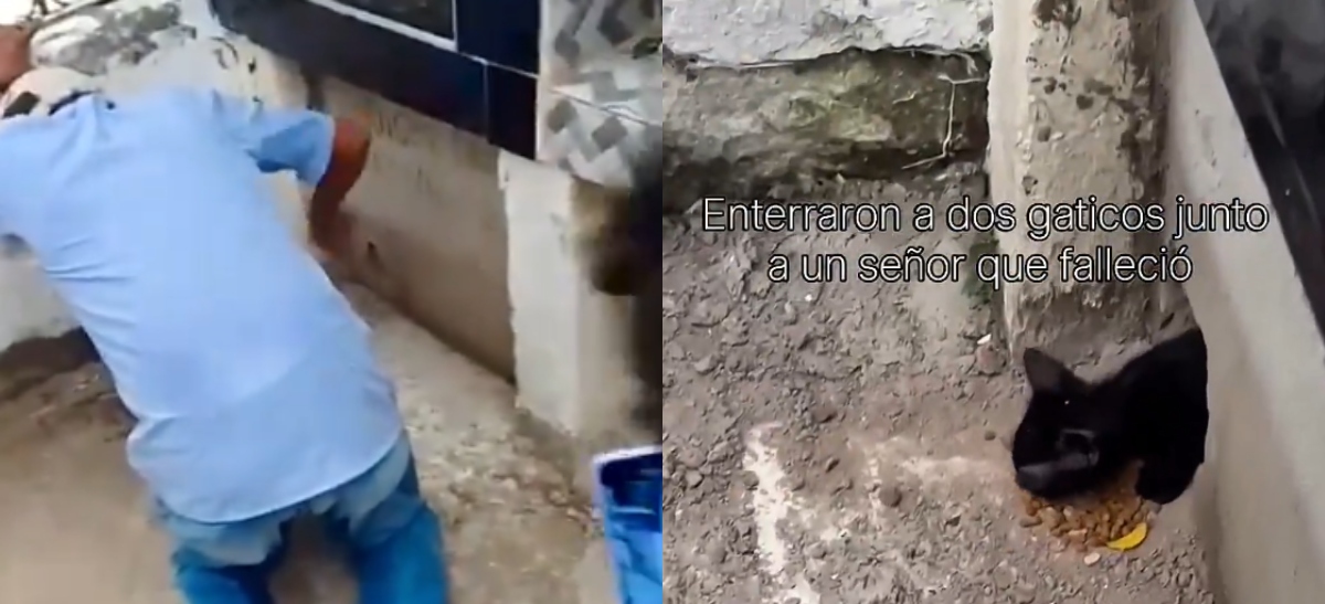Gatos en el cementerio de Corozal