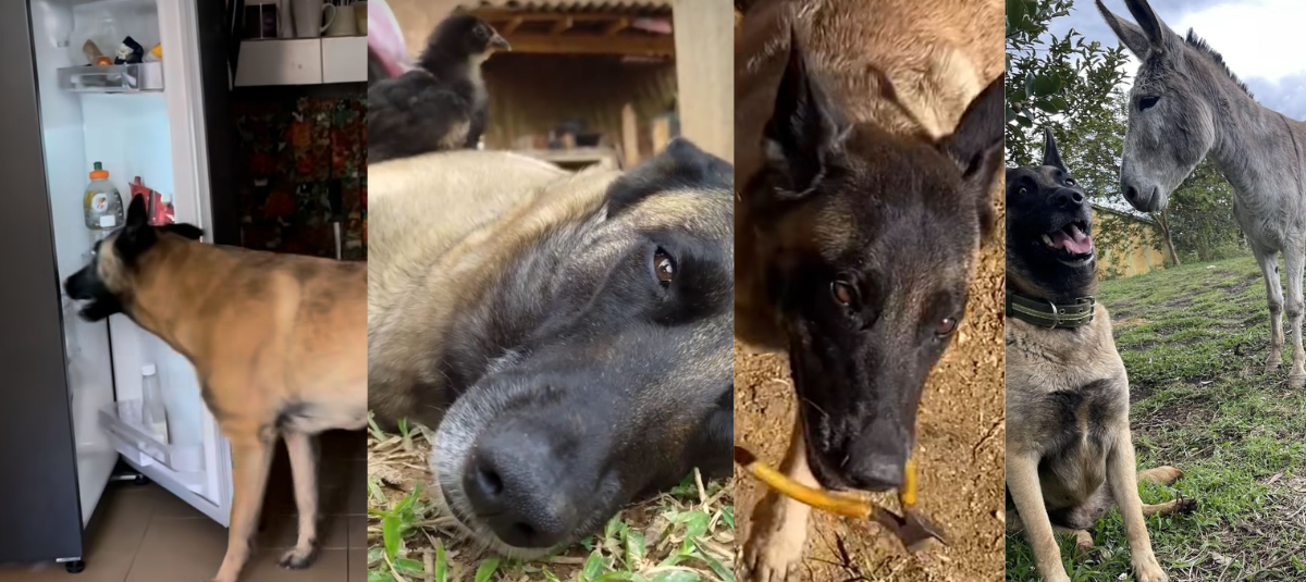La Mascota Tiene Buena Convivencia con animales de Otras especies.