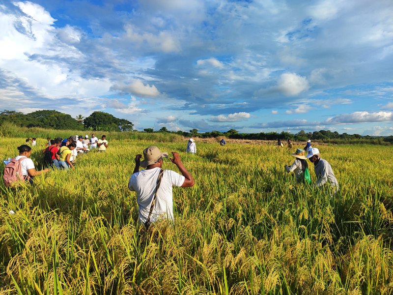 La Altillanura es la mayor apuesta de producción agroindustrial para el Meta y Vichada.