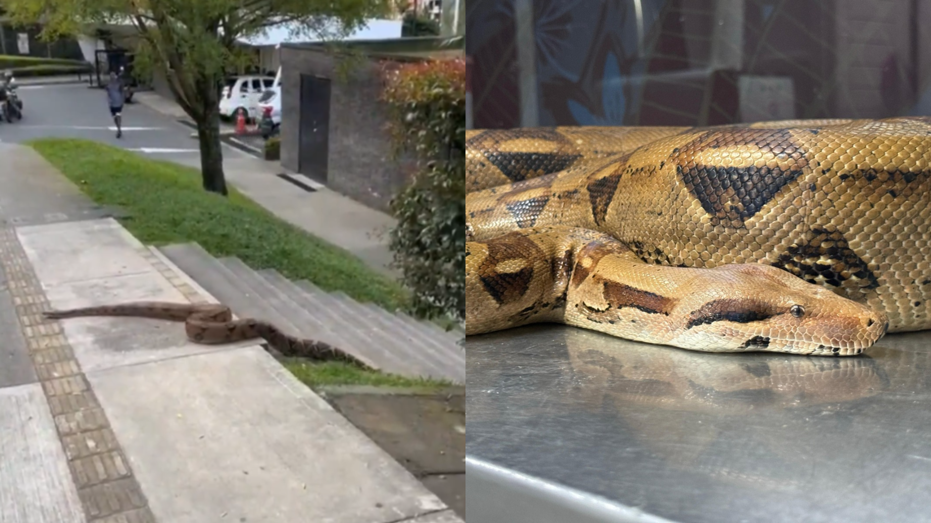 Una boa constrictor fue avistada deambulando por un exclusivo sector residencial de Medellín.