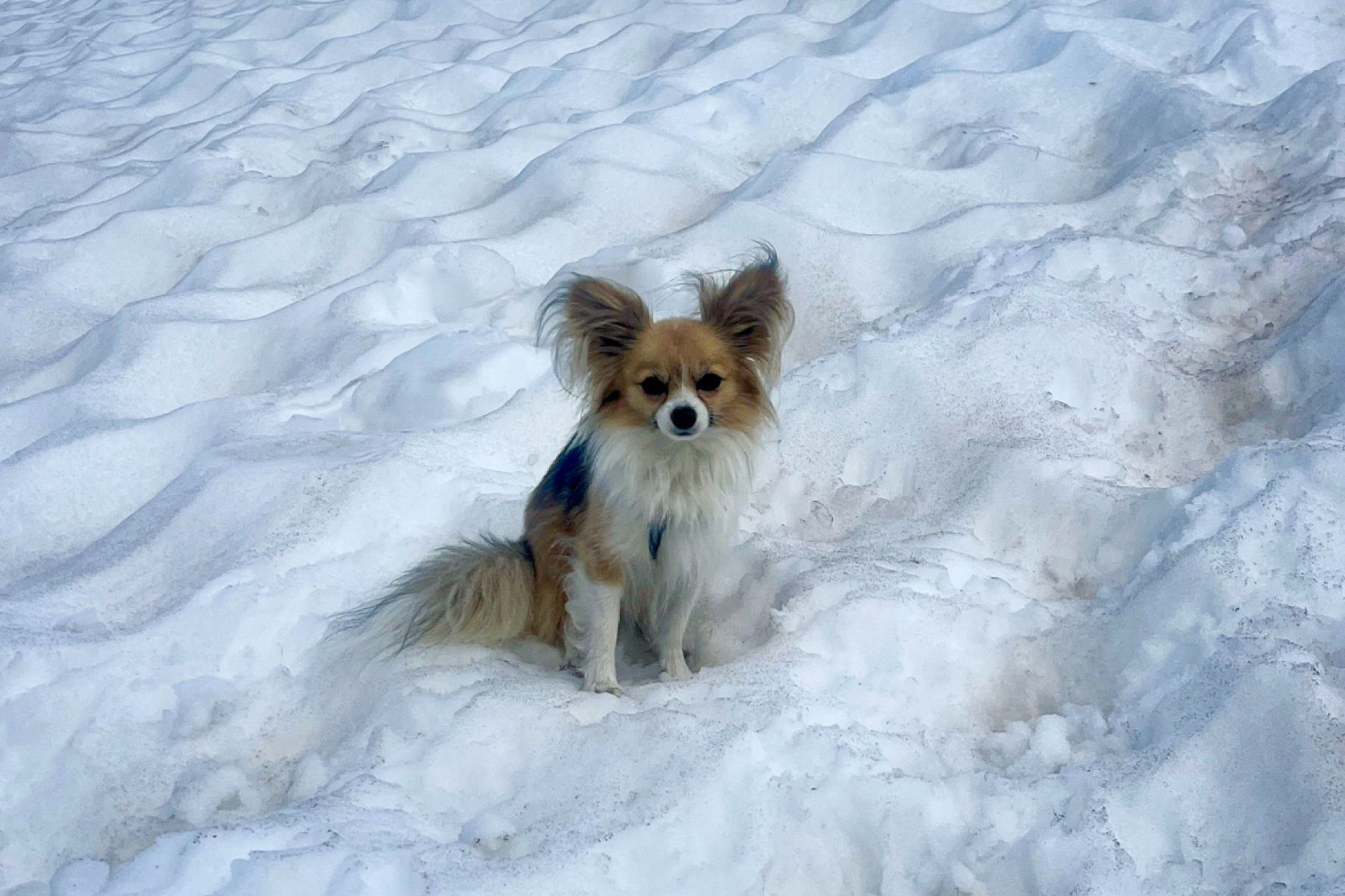 Der Chihuahua begann sich zu bewegen und wurde von einem der Retter entdeckt.