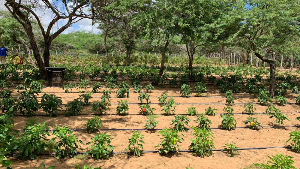 agricultura