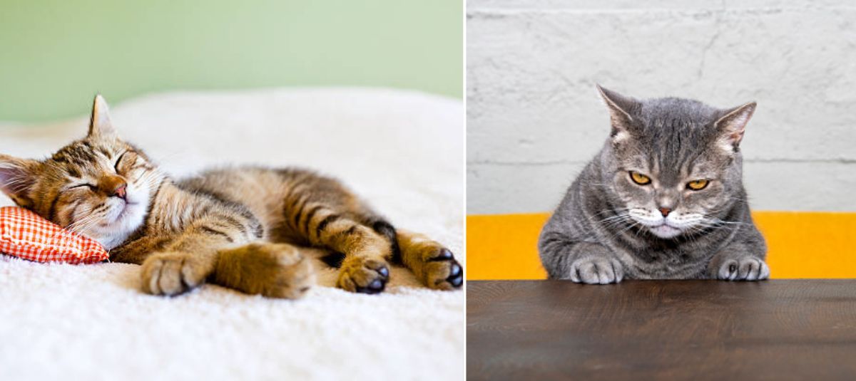 Katze