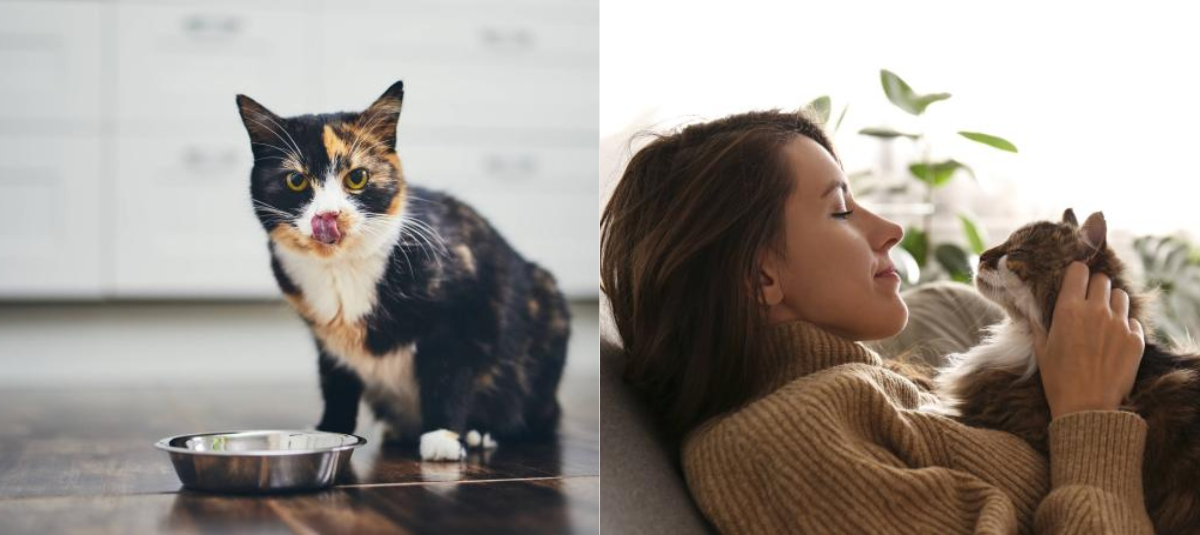What human foods can cats eat? A practical and safe guide
