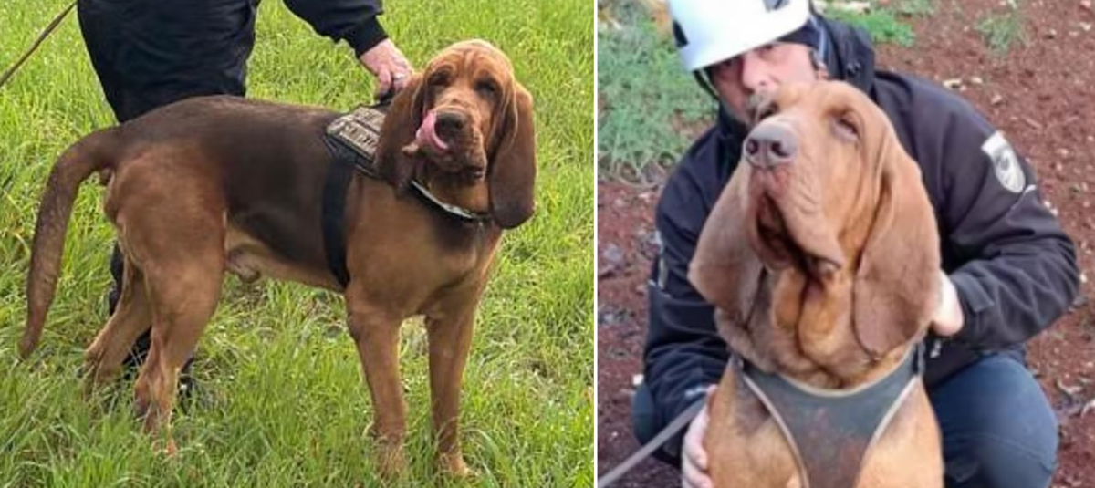 Bruno, el perro rescatista cuyo asesinato indigna a Italia: le dieron una salchicha rellena con clavos