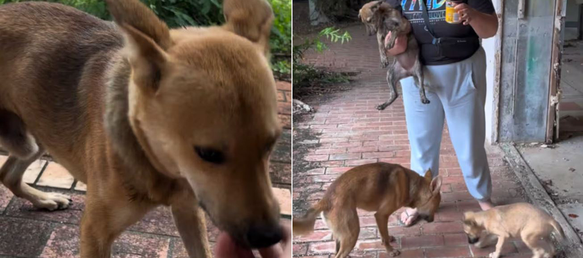 Los animales se Encontraban en un centro comercial -Comercial Deshabitado.