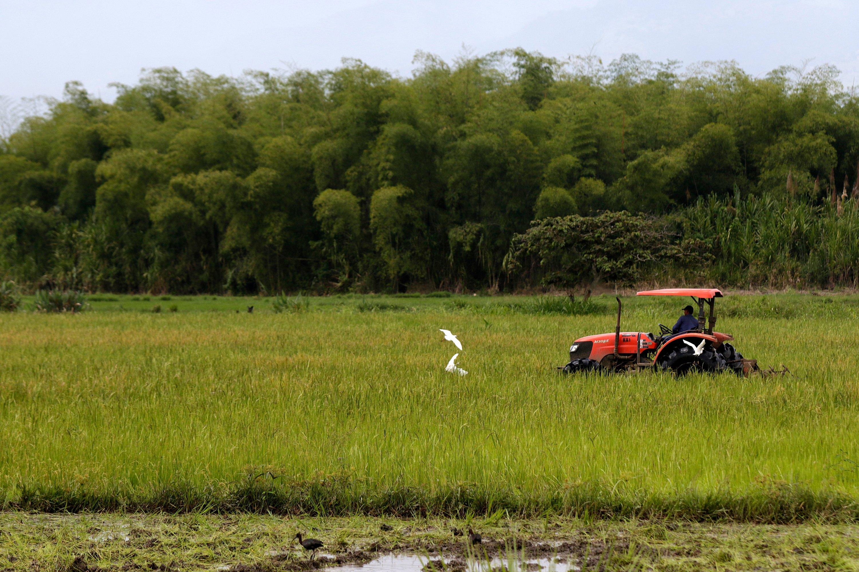 Indígenas contratan a operarios, con el fin de preparar los antiguos terrenos de caña para sembrar arroz.