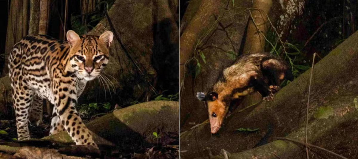 Como 'Timón y pumba': un ocelote y una zarigüeya Fueron Vistos Juntos por la Selva del Amazonas; La Explicación Dantrás del Caso