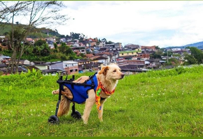Valentín, un criollito que Sobrevivió a una herida y el abandono y que ahora disfruta de su Nueva Vida con silla de ruedas.