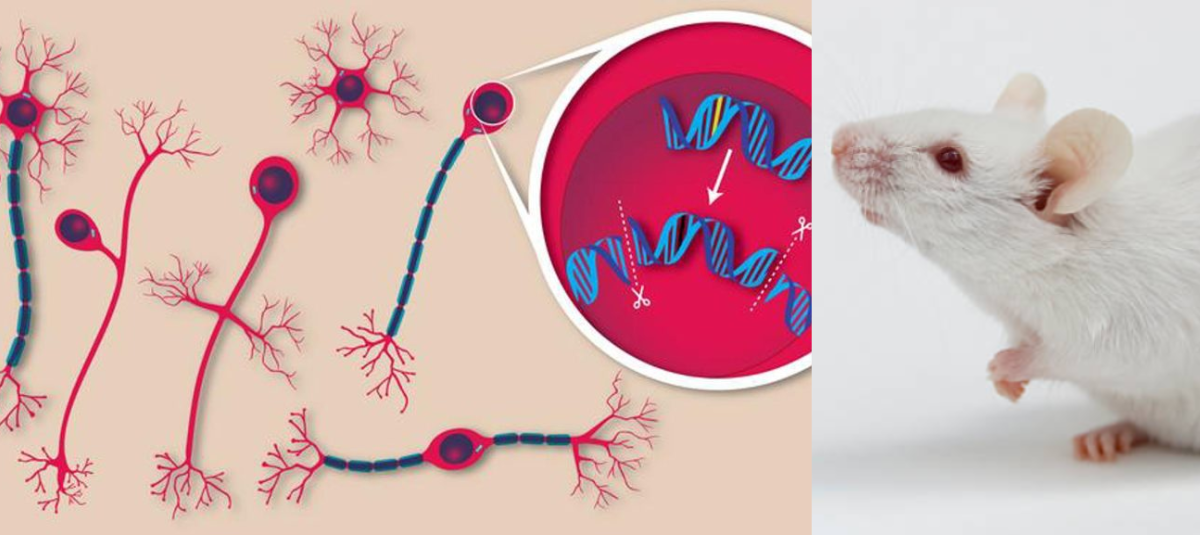 Corrigen en ratones mutaciones genéticas causantes de una enfermedad neurológica ultrarrara mediante edición del ADN