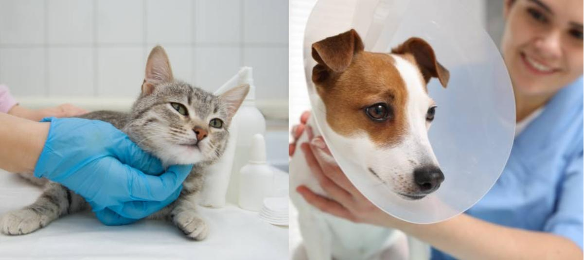 Desde el 23 de Julio de 2025, Bogotá Habilita cuatro Nuevo Puntos Móviles de Esterilizaciónicos Gratuita para Perros y Gatos.