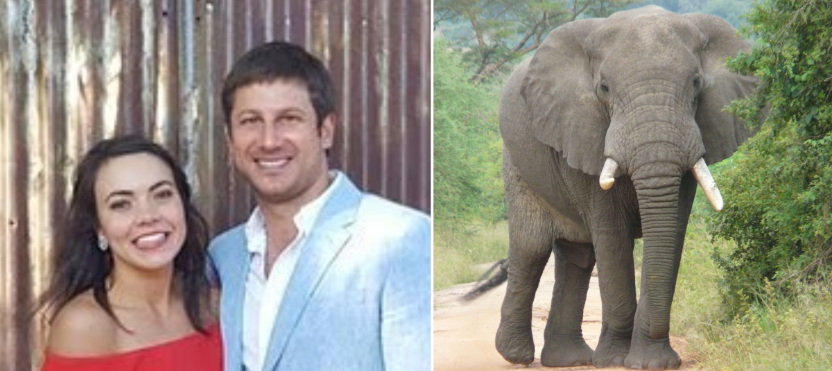 Millonario empresario de lujosa reserva animal en Sudáfrica muere tras ser pisoteado por un elefante: esto se sabe