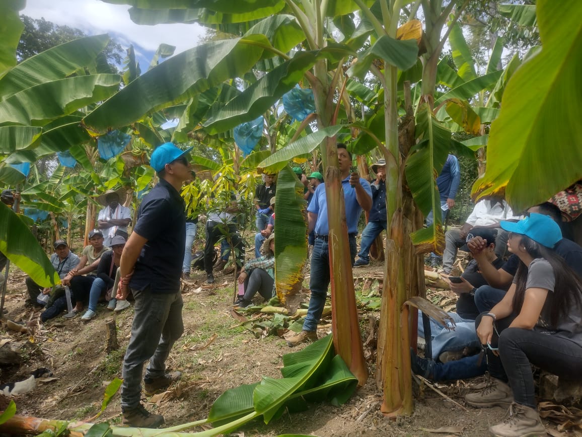 La Federación Nacional de Cultivadores de Plátano de Colombia piden mejores condiciones para el sector.