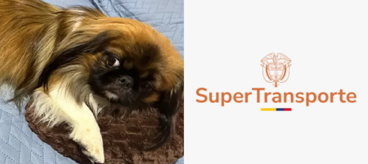 Supertransporte se pronunció en caso de perrito Maxi.