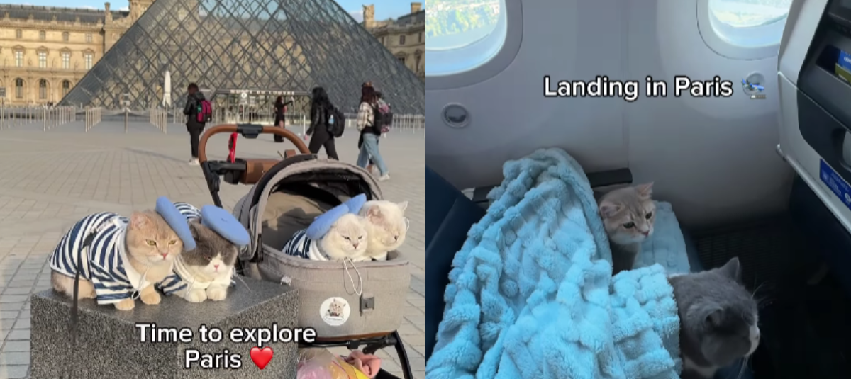 Familia Documentó El Viaje de 8 Horas de Sus Gatos en Avión Rumbo A París y Su Comportamiento se Volvió viral