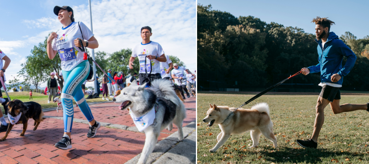 ¿Cuándo y dónde será la carrera Canicross del Festival de Verano en Bogotá? Conozca los detalles del evento para correr con su 'peludo'