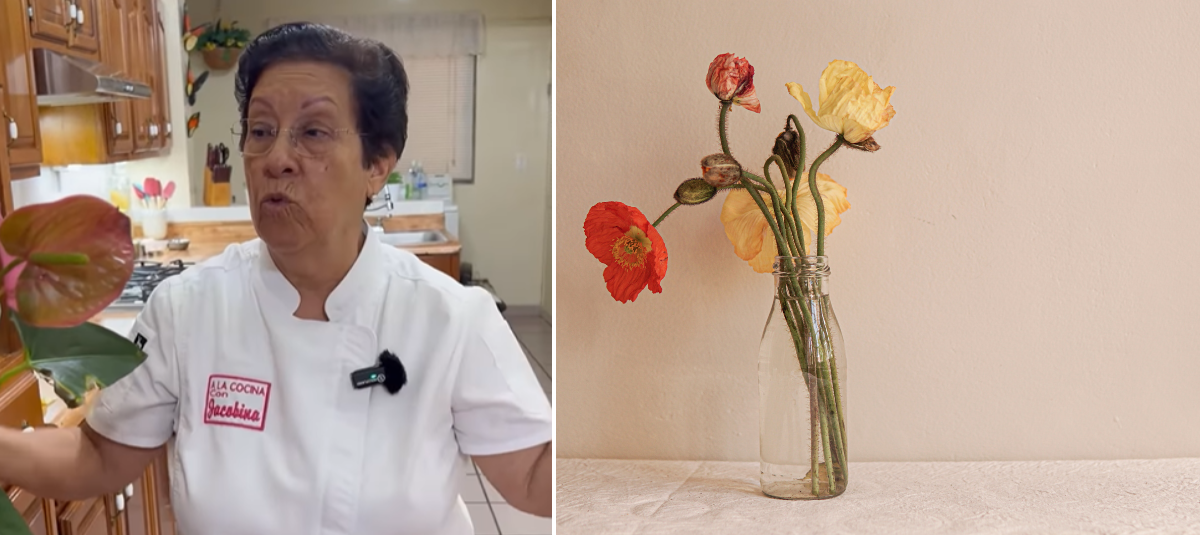 Experta revela el truco para revivir las plantas que ya están marchitas: solo necesita dos ingredientes
