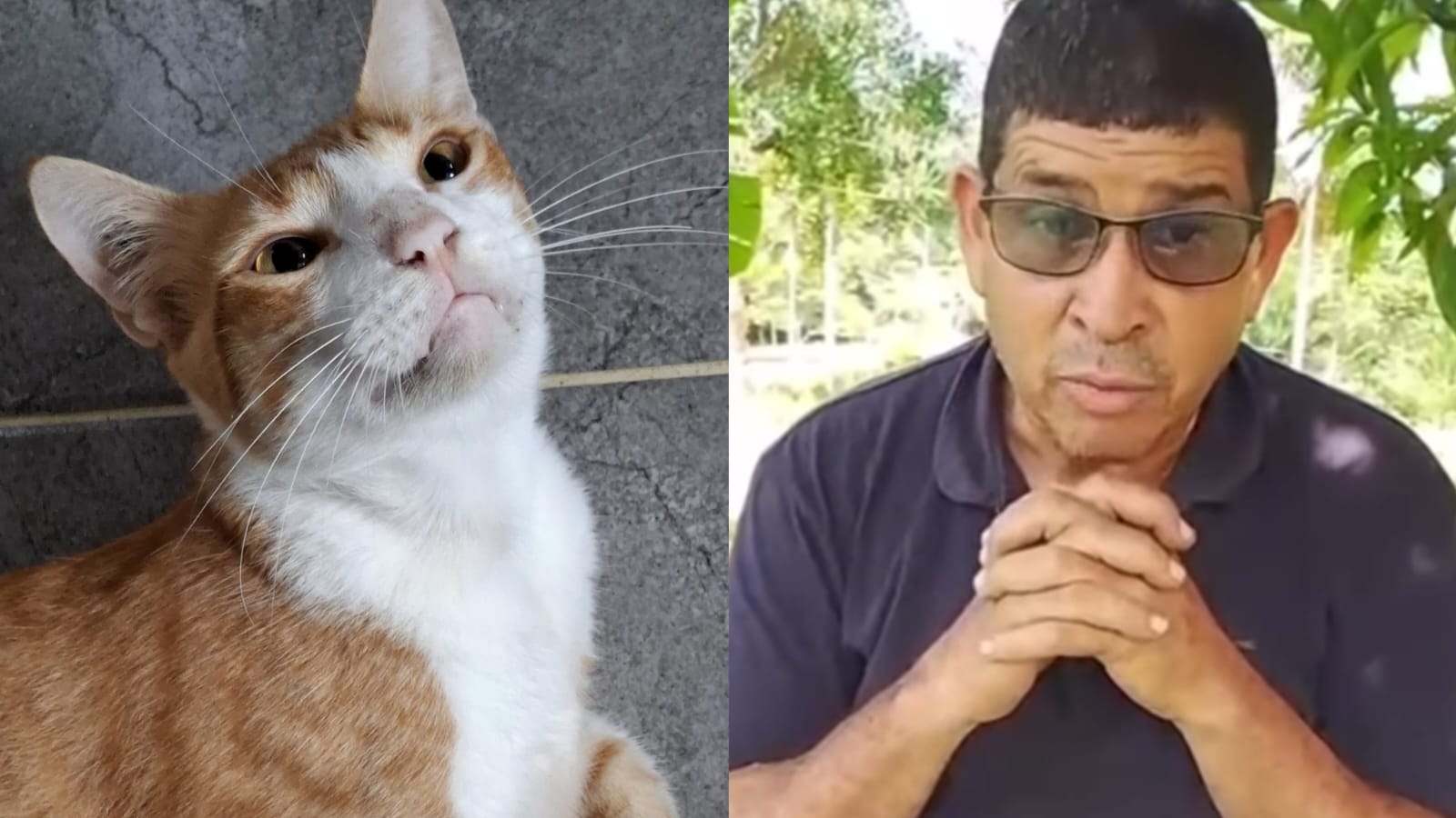 Hombre que atacó con una varilla a la gata Alana
