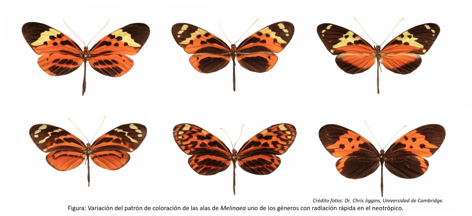Mariposas alas de Tigre