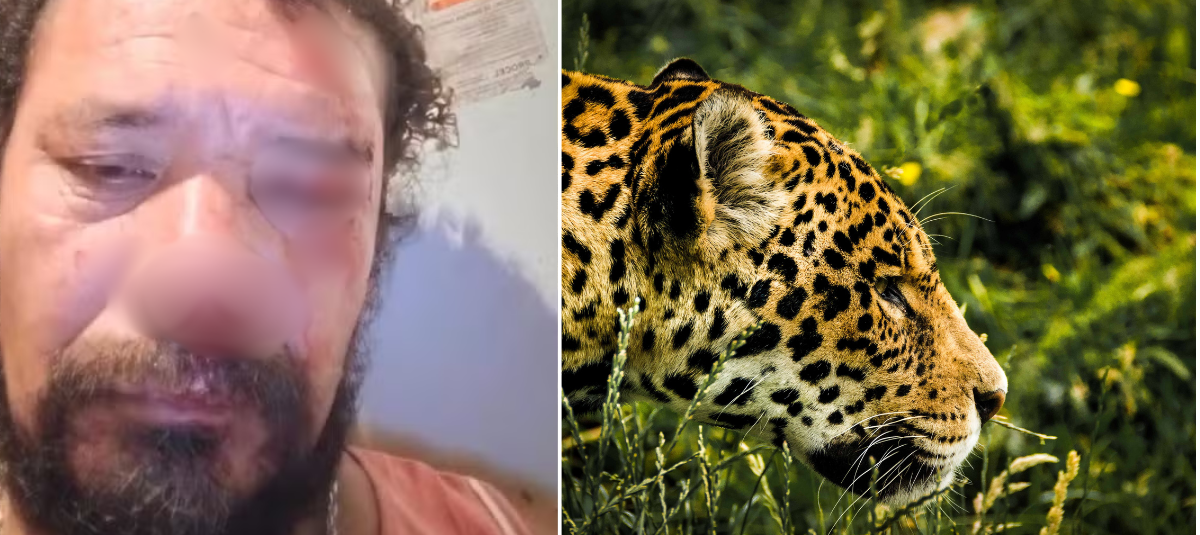 Hombre es atacado ferozmente por jaguar mientras intentaba proteger a sus perros en Brasil: las mascotas murieron