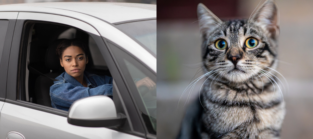 Gato
