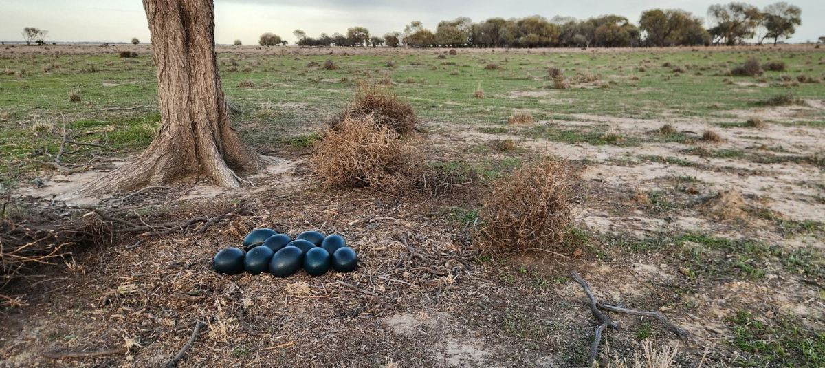 Huevos Emu.