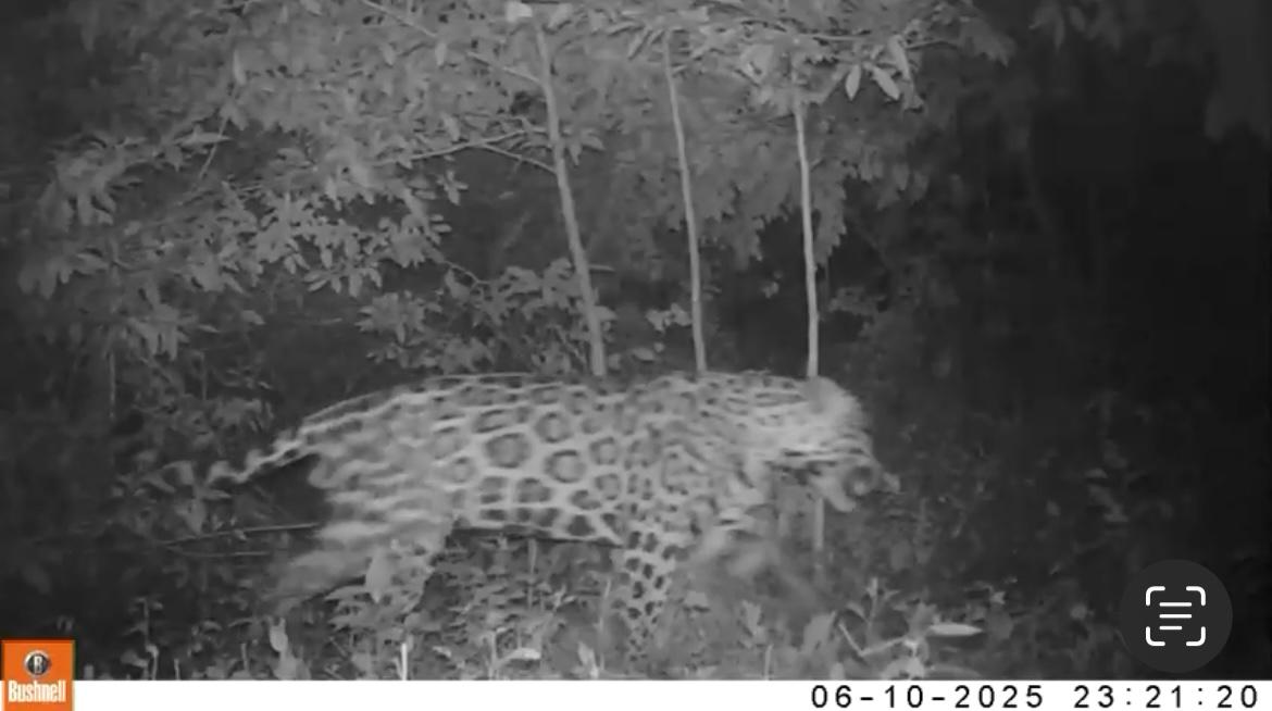 Jaguar macho captado por cámaras trampa en zona rural de tocaima y apulo