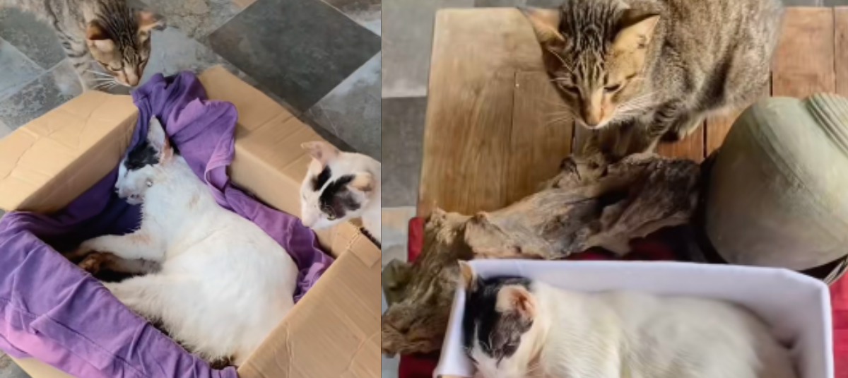 Gatos funeral