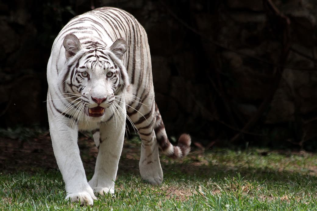 Indira, en el Zoológico de Cali.