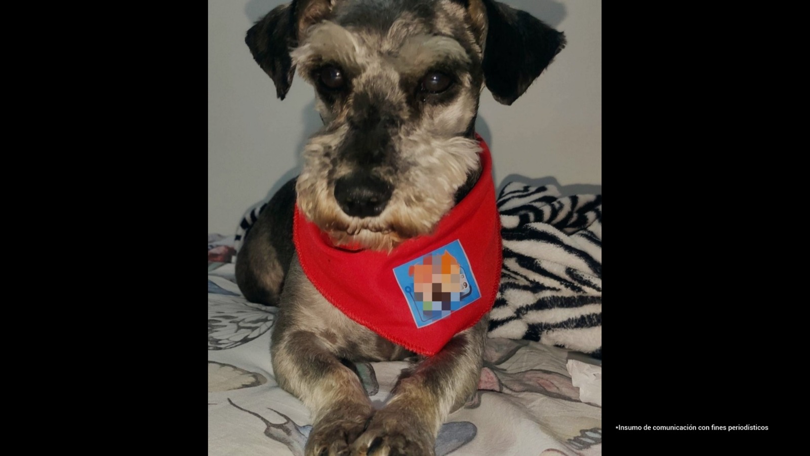 Tony, El Schnauzer Atacado en una Tienda de Mascotas de Suba, Murió Tras ser Golpeado por Su Cuidador.