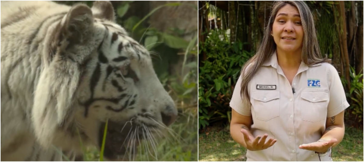 Voceras del Zoológico de Cali Explicaron Cómo se Dio la Muerte de Indira, Tigresa de Bengala Muerta en Ataque de Su Hijo, Canú.