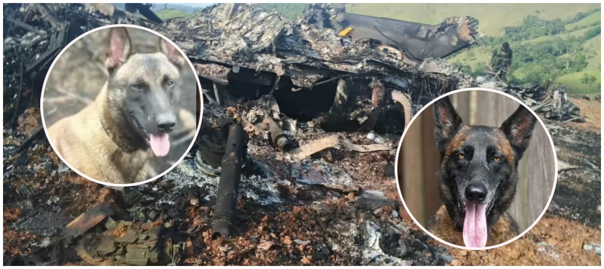 Telmo y Lester, Ellos hijo Los dos Perritos que Murieron en ataque en antioquia