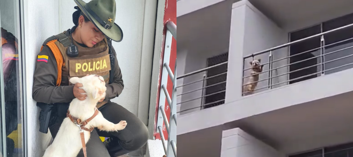 Perrito