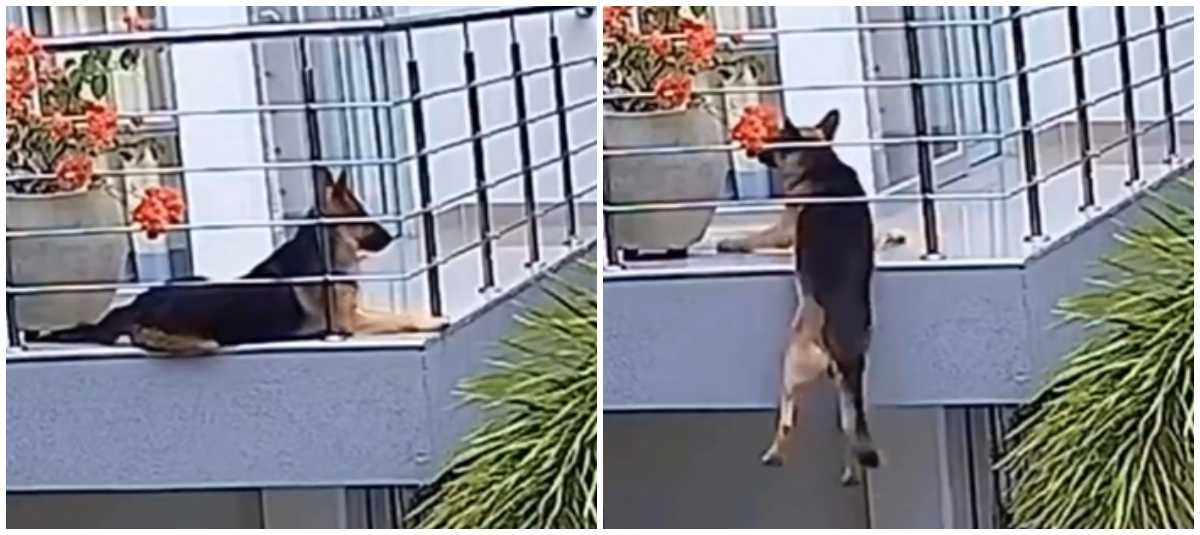 Perrito se Salvó de Caer de Un Balcón