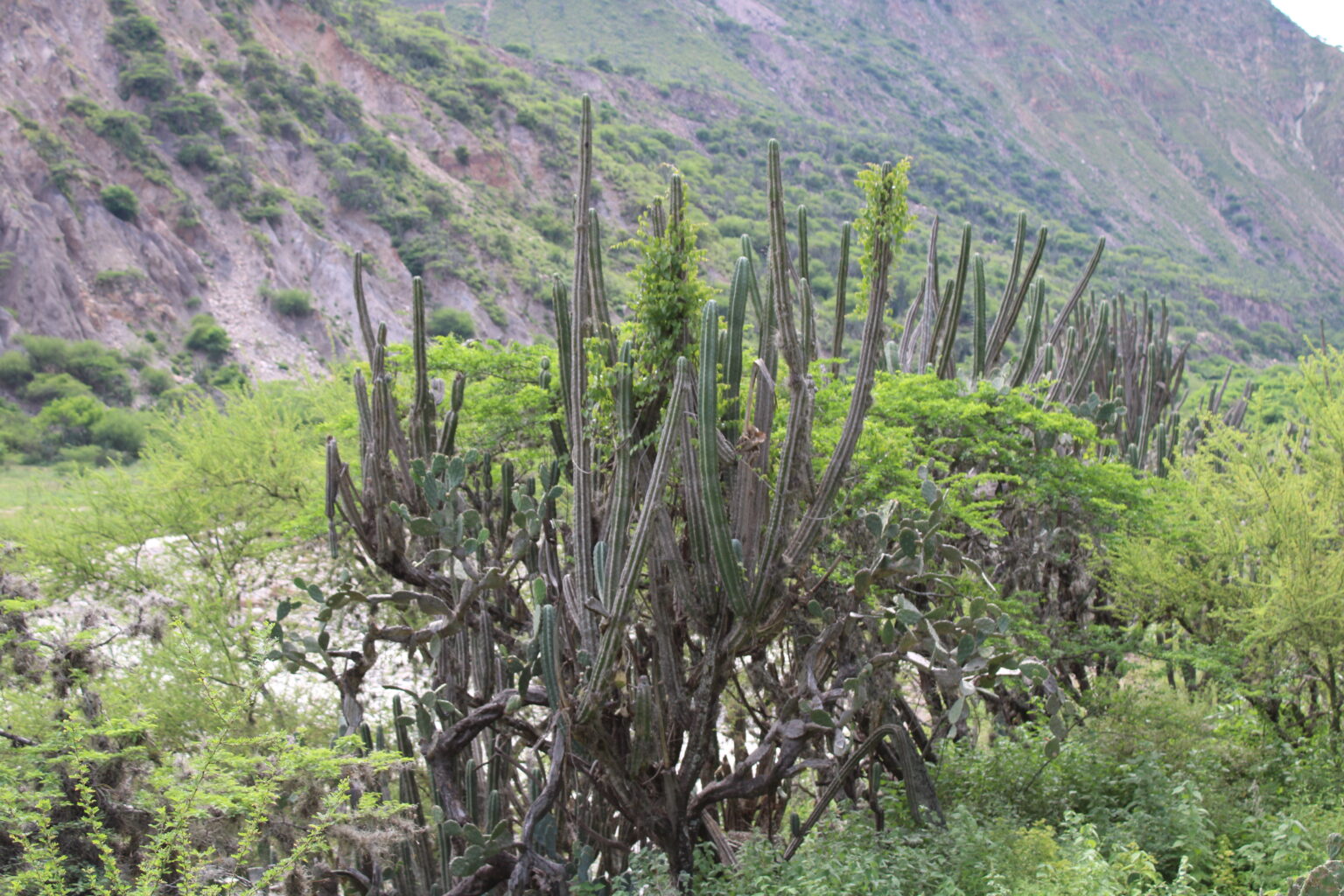 Cactus capitanejo