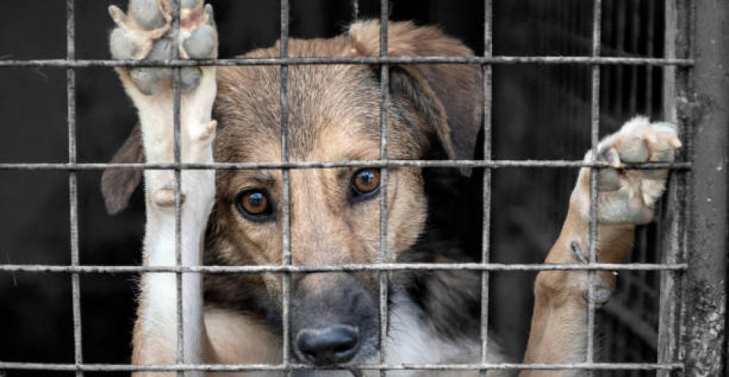El maltrato animal está tipificado en la Ley 2318 de 2023, conocida como Ley Ángel.