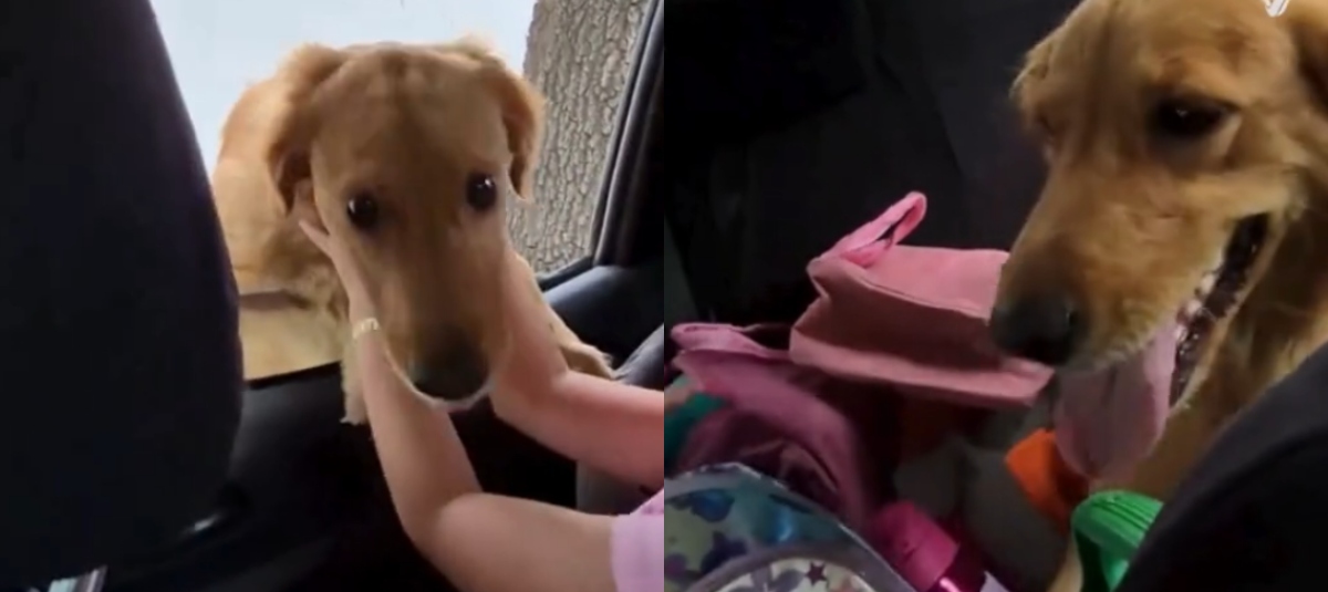 El video muestra a la niña llamando a la perrita y pidiendo a su padre que le permitan llevarla a la casa.